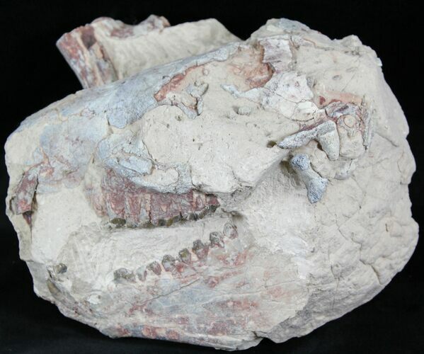 Large Unprepared Oreodont Skull - #27587